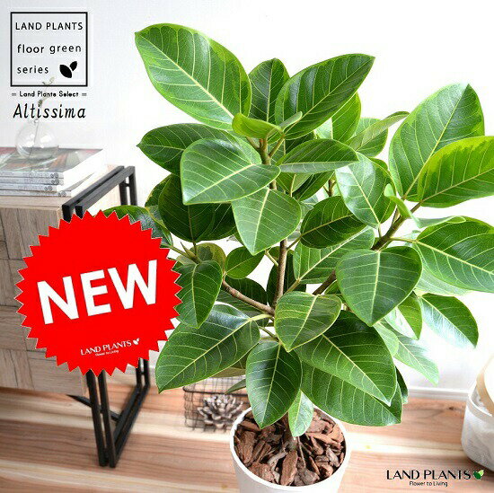 アルテシーマ （自然樹形） 8号 白色 セラアート鉢 鉢植え 大型 斑入り ゴム ゴムの木 葉模様 白 ホワイト 丸 観葉植物 丸い葉 送料無料