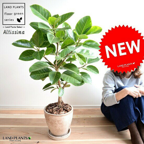 楽天市場 アルテシーマ 自然樹形 茶色 エッグ型 ラウンド 陶器鉢 8号 鉢植え 大型 斑入り ゴム ゴムの木 葉模様 茶 ブラウン 砂色 ベージュ 丸 観葉植物 送料無料 ランドプランツ 楽天市場 アルテシーマ 自然樹形 茶色 エッグ型 ラウンド 陶器鉢 8号 鉢植え 大型 斑入り ゴム ゴムの木 葉模様 茶 ブラウン 砂色 ベージュ 丸 観葉植物 送料無料 ランドプランツ