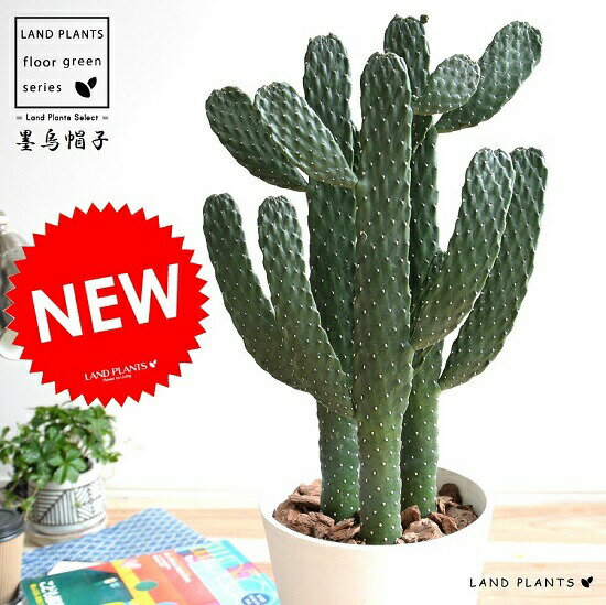 21年新作入荷 サボテン サボテン 観葉植物 ウチワサボテン 乾燥に強い 3本立ち バンザイをした様な 白色 8号 ホワイト 多肉植物 墨烏帽子 スミエボシ 3f 墨烏帽子 スミエボシ 鉢植え 鉢 セラアート鉢 大型 苗 苗木 白 ホワイト 丸 ラウンド 観葉植物 送料無料 21年新作入荷 サボテン サボテン 観葉植物 ウチワサボテン 乾燥に強い 3本立ち バンザイをした様な 白色 8号 ホワイト 多肉植物 墨烏帽子 スミエボシ 3f 墨烏帽子 スミエボシ 鉢植え 鉢 セラアート鉢 大型 苗 苗木 白 ホワイト 丸 ラウンド 観葉植物 送料無料