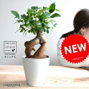 精霊が宿る木 ガジュマル (幹太) プラスチック鉢 4号 白色 鉢植え 鉢 苗 苗木 観葉植物 白 ホワイト 丸 ラウンド