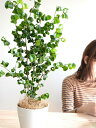 【お試し】 ベンジャミン(バロック) 白色 プラスチック鉢 4号 鉢植え 鉢 苗 苗木 観葉植物 白 ホワイト 丸 ラウンド