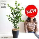【お試し】 ベンジャミン (バロック) 黒色 プラスチック鉢 4号 鉢植え 鉢 苗 苗木 観葉植物 黒 ブラック 丸 ラウンド