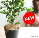 ベンジャミン(バロック) 黒色 プラスチック鉢 4号 鉢植え 鉢 苗 苗木 観葉植物 黒 ブラック 丸 ラウンド