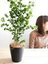 【お試し】 ベンジャミン (バロック) 黒色 プラスチック鉢 4号 鉢植え 鉢 苗 苗木 観葉植物 黒 ブラック 丸 ラウンド