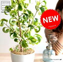 ベンジャミン(シタシオン) 白色 プラスチック鉢 4号 斑入り バロック 鉢植え 鉢 苗 苗木 観葉植物 白 ホワイト 丸 ラウンド