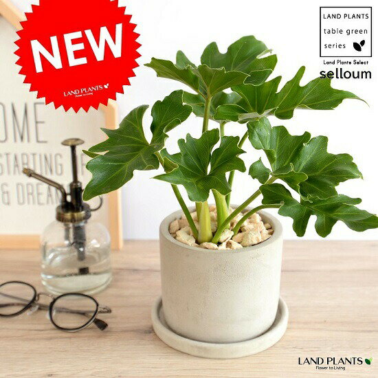 セローム セメント シリンダー型 陶器鉢 鉢植え 鉢 苗 苗木 なえ 観葉植物 送料無料 灰 灰色 グレー 丸 ラウンド