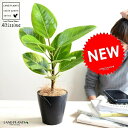 【お試し】 アルテシーマ 4号 黒色 プラスチック鉢 アルティシマ バリエガータ 斑入り 黄色い葉 鉢植え 苗木 苗 黒 ブラック 丸 ラウンド