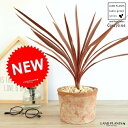 コルディリネ(レッドスター) 茶色 モスポット シリンダー 陶器鉢 鉢植え 鉢 苗木 苗 陶器 テラコッタ 丸形 丸 ブラウン オレンジ 茶色 茶 苔 コケ 観...