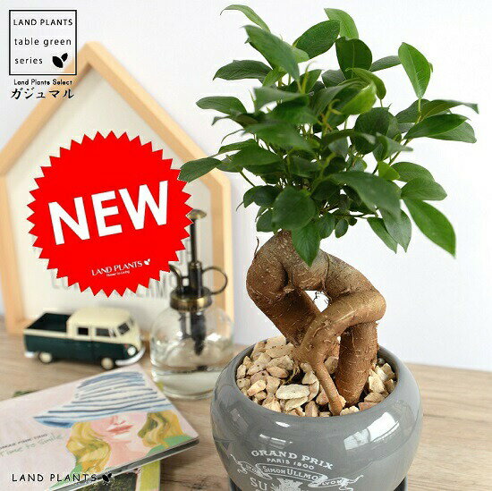 がじゅまる（幹太タイプ） 大丸 陶器鉢 灰色 プリント 多幸の樹 精霊が宿る木 鉢植え 鉢 苗 苗木 グレー 灰 ネズミ 丸 ラウンド 観葉植物 送料無料 ガジュマル