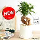 ガジュマル (幹太タイプ) 白色 シリンダー型 陶器鉢 鉢植え 鉢 なえ 苗木 苗 観葉植物白 ホワイト クリーム 丸 ラウンド 送料無料