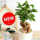 ガジュマル (幹太タイプ) ホワイト シリンダー型 陶器鉢 鉢植え 鉢 なえ 苗木 苗 観葉植物白 白色 クリーム 丸 ラウンド 送料無料