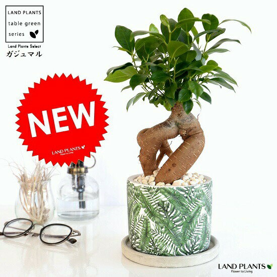 ガジュマル（幹太タイプ） ボタニカル柄 シリンダー型 陶器鉢 鉢植え 鉢 苗 苗木 植木鉢 観葉植物 セメント 白 灰 ホワイト グレー グリーン ラウンド 送料無料