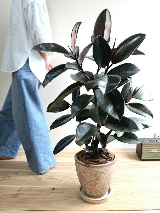 楽天市場 フィカス バーガンディー 黒ゴム エッグ ラウンド 陶器鉢 茶色 鉢植え 大型 ゴム ゴムの木 フィカスバーガンディ 茶 ブラウン ベージュ 丸 観葉植物 丸い葉 送料無料 クロゴム ランドプランツ 楽天市場 フィカス バーガンディー 黒ゴム エッグ ラウンド 陶器鉢 茶色 鉢植え 大型 ゴム ゴムの木 フィカスバーガンディ 茶 ブラウン ベージュ 丸 観葉植物 丸い葉 送料無料 クロゴム ランドプランツ