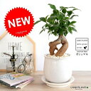 ガジュマル(幹太タイプ) 白色 風合いある 陶器鉢 鉢植え 鉢 苗 苗木 植木鉢 観葉植物 白 ホワイト クリーム 水 丸 ラウンド 送料無料