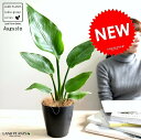 【お試し】 オーガスタ 4号 黒色 プラスチック鉢 【ココファイバー】 ストレリチア ニコライ ストレチア 天国の白い鳥 鉢植え 苗 苗木 観葉植物 黒 ブラッ...