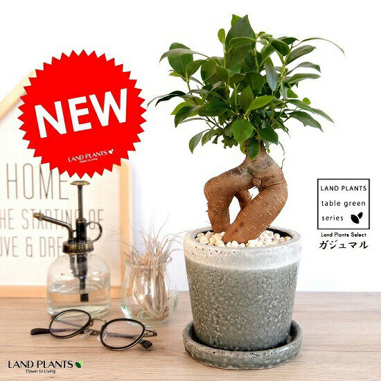 ガジュマル（幹太タイプ） やさしい色合い 陶器鉢 （灰色） 鉢植え 陶器鉢 鉢 苗 苗木 灰 グレー チャコール ラウンド　観葉植物 送料無料