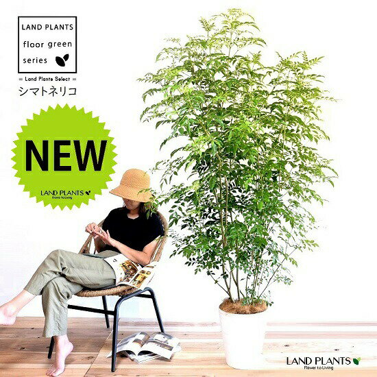 シマトネリコ（株立ち） 10号 セラアート鉢 白色 【ココファイバー・育て方】 鉢 鉢植え 植木鉢 プラス..