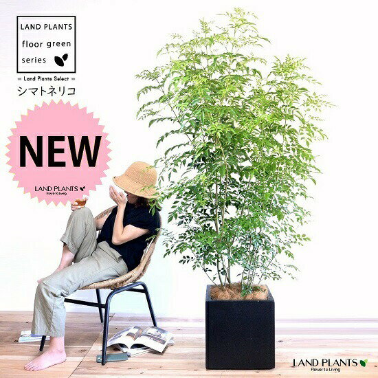 シマトネリコ（株立ち） 10号 ファイバー製 キューブ型 陶器鉢 黒色 【ココファイバー・プラ皿・育て方..