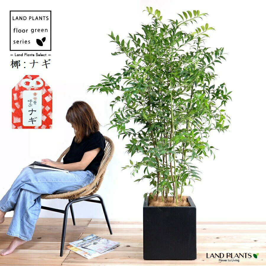 ナギ：梛 10号 ファイバー製 キューブ型 陶器鉢 黒色 【ココファイバー・プラ皿・育て方】 ナギの木 ナギノキ 梛木 熊野三山 神木 鉢 鉢植え 苗 苗木 陶器 10寸 尺 大型 観葉植物 植物 椥 凪 なぎ 黒 ブラック 命名 名付け 名前に使う