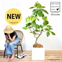 アルテシーマ(3Dカーブ曲がり) 10号 ファイバー製 キューブ 陶器鉢 白色 【ココファイバー・プラ皿・育て方】 アルテシーマゴム バリエガータ 斑入り ゴムノキ ゴムの木 ゴム 鉢植え 鉢 陶器 色 ホワイト 大型 尺 尺鉢 観葉植物 送料無料