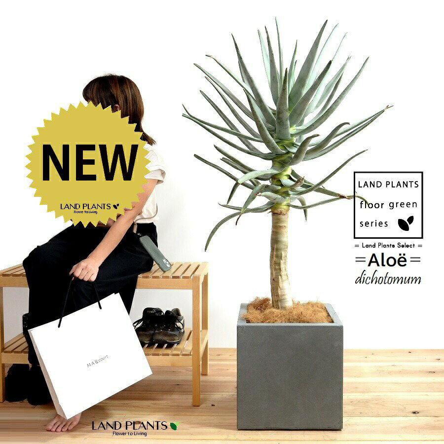 アロエ10号ファイバー製キューブ型...