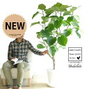 ウンベラータ(自然樹形) 10号 セラアート鉢 白色 【白色・プラ皿・育て方】 鉢 鉢植え 植木鉢 プラ鉢 プラスチック ゴムノキ ゴムの木 ゴム ウンダベータ...