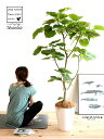 ウンベラータ(自然樹形) 10号 セラアート鉢 白色 【ココファイバー・プラ皿・育て方】 鉢 鉢植え 植木鉢 プラ鉢 プラスチック ゴムノキ ゴムの木 ゴム ウ...