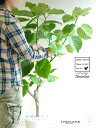 ウンベラータ(自然樹形) 10号 セラアート鉢 白色 【白色・プラ皿・育て方】 鉢 鉢植え 植木鉢 プラ鉢 プラスチック ゴムノキ ゴムの木 ゴム ウンダベータ...