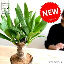【お試し】 青年の木 ドラセナ(ユッカ) 黒色 プラスチック鉢 4号 リュウゼツラン ドラセナユッカ ヤッカ 丸形 鉢植え 苗 苗木 観葉植物 黒色 黒 ブラック ネズミ センジュラン 千寿蘭 セイネンノキ