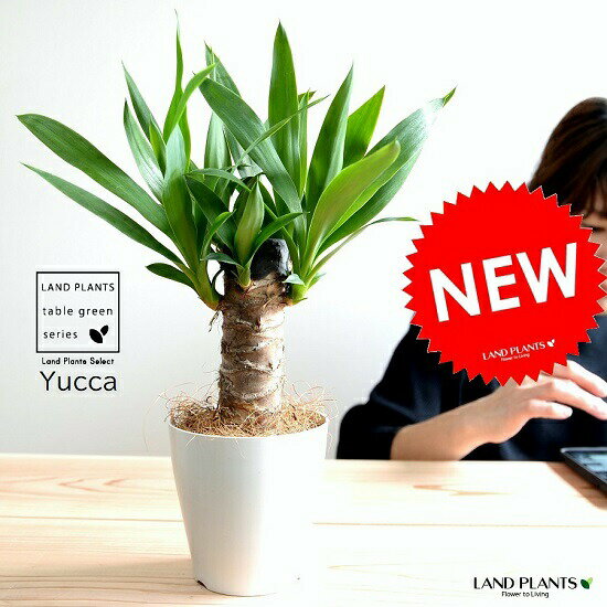 【お試し】 ドラセナ(ユッカ) 青年の木 白色 プラスチック鉢 4号 リュウゼツラン ドラセナユッカ ヤッカ 丸形 鉢植え 苗 苗木 観葉植物 黒 ホワイト センジュラン 千寿蘭 セイネンノキ