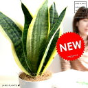 【お試し】 サンスベリア(ローレンチ:ショート) 白色 プラスチック鉢 4号【ココファイバー】 鉢植え 鉢 苗 苗木 なえ 観葉植物 ローレンティ ローレンティ...