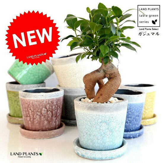 【選べる8色】 ガジュマル（幹太タイプ） やさしい色合い 陶器鉢 （各1色） 鉢植え 陶器鉢 鉢 苗 苗木 ..