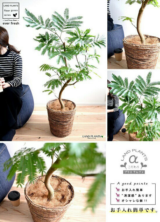 エバーフレッシュ バナナリーフ バスケット （茶色） 鉢植え 鉢 苗 苗木 大型 観葉植物 送料無料 茶 ブラウン こげ茶 丸 ラウンド プラ鉢 アカサヤネムノキ 3