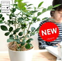 【お試し】 シルクジャスミン 白色 4号 プラスチック鉢 ゲッキツ ジャスミン 月橘 オレンジジャスミン イヌツゲ コスメティックバーク 血行促進 白 ホワイト...