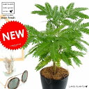 【お試し】【希少】 エバーフレッシュ 4号 黒色プラスチック鉢 (ブラック) 鉢植え 鉢 苗 苗木 観葉植物1 ネムノキ プラ鉢 黒 ブラック ラウンド 丸 丸形 丸鉢