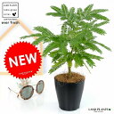 【希少】【お試し】 エバーフレッシュ 黒色 プラスチック鉢 4号 鉢植え 鉢 苗 苗木 観葉植物1 ネムノキ プラ鉢 黒 ブラック ラウンド 丸 丸形 丸鉢