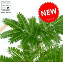 【希少】【お試し】 エバーフレッシュ 白色 プラスチック鉢 4号 鉢植え 鉢 苗 苗木 観葉植物1 ネムノキ プラ鉢 ホワイト 白 ラウンド 丸 丸形 丸鉢
