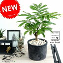 エバーフレッシュ (黒色)モスポット シリンダー型 テラコッタ鉢 鉢植え 鉢 苗 苗木 観葉植物 送料無料 丸鉢 鉢植え 陶器 素焼 黒 ブラック 灰色 灰 グレー