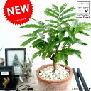 エバーフレッシュ (茶色)モスポット シリンダー型 テラコッタ鉢 鉢植え 鉢 苗 苗木 観葉植物 送料無料 丸鉢 鉢植え 陶器 素焼 茶 ブラウン オレンジ