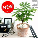 エバーフレッシュ (茶色)モスポット シリンダー型 テラコッタ鉢 鉢植え 鉢 苗 苗木 観葉植物 送料無料 丸鉢 鉢植え 陶器 素焼 茶 ブラウン オレンジ
