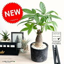 パキラ(幹太タイプ) 黒色 モスポット シリンダー型 テラコッタ 幹太パキラ アクアティカ 発財樹 お金の木 お金を生み出す樹 鉢植え 鉢 苗 苗木 観葉植物 ...