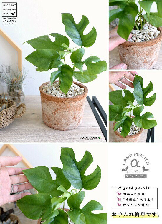 楽天市場 ヒメモンステラ 茶色 モスポット シリンダー型 テラコッタ鉢 鉢植え 素焼 Mosspot 苗 苗木 ミニモンステラ 観葉植物 茶 ブラウン オレンジ 丸 送料無料 ランドプランツ 楽天市場 ヒメモンステラ 茶色 モスポット シリンダー型 テラコッタ鉢 鉢植え 素焼 Mosspot 苗 苗木 ミニモンステラ 観葉植物 茶 ブラウン オレンジ 丸 送料無料 ランドプランツ