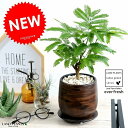 エバーフレッシュ ウッド風 ペイント陶器鉢 Sサイズ 1鉢 【天然砕石・受皿】 鉢植え 鉢 苗 苗木 観葉植物 送料無料 丸鉢 鉢植え 陶器 木目 茶 ブラウン...