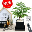 エバーフレッシュ (黒色)キューブ型 陶器鉢 Sサイズ 鉢植え 鉢 苗 苗木 観葉植物 送料無料 丸鉢 鉢植え 陶器 木目 黒 ブラック おしゃれ かわいい インテリア 開店祝い 引越し祝い 新築祝い