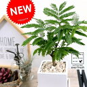 エバーフレッシュ ホワイト キューブ型 陶器鉢 Sサイズ 鉢植え 鉢 苗 苗木 観葉植物 送料無料 丸鉢 鉢植え 陶器 白 白色 スクエア おしゃれ かわいい インテリア 開店祝い 引越し祝い 新築祝い