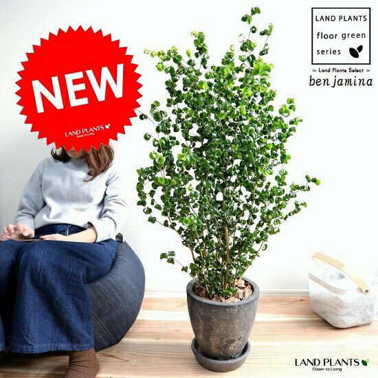 クルクル葉っぱ 育てやすい観葉植物 花 観葉植物 ブラック ベンジャミンバロック 8号 乾燥に強い ベンジャミン バロック 黒色 陶器鉢 エッグ型 ラウンド 8号 鉢植え 鉢 苗 苗木 大型 観葉植物 黒 ブラック 灰 ラウンド 丸 送料無料