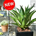カッコイイ観葉植物! スタイリッシュな鉢植えアガベです♪ デスメティアナ