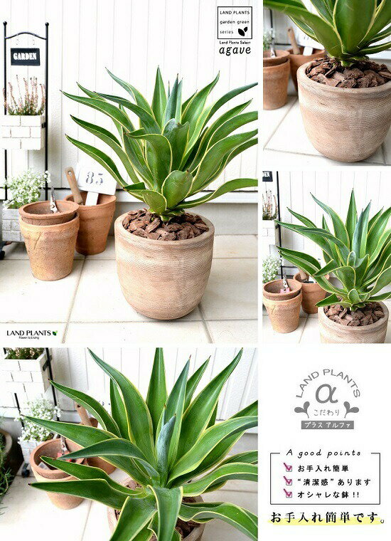 バリエガータ アガペ テラコッタ鉢 鉢植え デザインの良い 鉢 横縞 観葉植物 砂色 大型 茶 竜舌蘭 カッコイイ観葉植物 スタイリッシュな鉢植えアガベです 斑入り アガベ ベネズエラ ブラウン ベージュ 観葉植物 送料無料 アロエ リュウゼツラン カリフォルニア バリエガータ アガペ テラコッタ鉢 鉢植え デザインの良い 鉢 横縞 観葉植物 砂色 大型 茶 竜舌蘭 カッコイイ観葉植物 スタイリッシュな鉢植えアガベです 斑入り アガベ ベネズエラ ブラウン ベージュ 観葉植物 送料無料 アロエ リュウゼツラン カリフォルニア