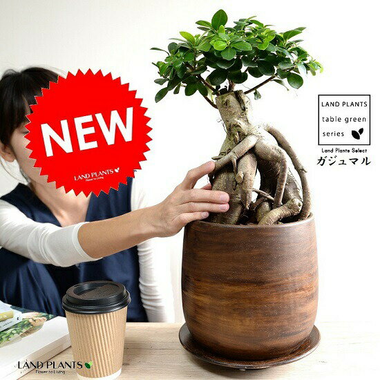 楽天市場 ガジュマル 超幹太 ウッド風 ペイント陶器鉢 Lサイズ 幸福をもたらす 多幸の樹 精霊 がじゅまるの木 鉢植え 鉢 丸鉢 ブラウン 茶色 茶 こげ茶 ウォールナット 観葉植物 送料無料 ランドプランツ