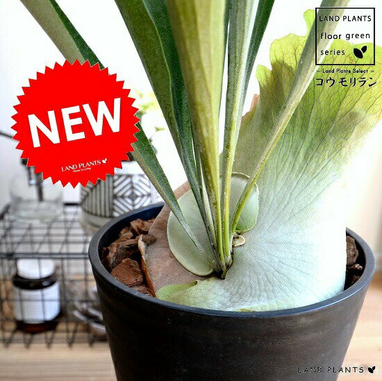 楽天市場 コウモリラン ビカクシダ 8号 セラアート鉢 ブラック 大型 鉢植え 鉢 苗 苗木 観葉植物 送料無料 黒 黒色 丸 ラウンド ビフルカツム シダ ランドプランツ